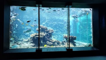 串本海中公園水族館に投稿された画像（2024/8/6）