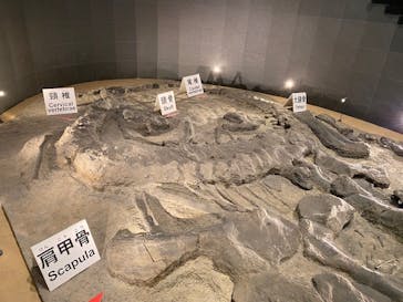 福井県立恐竜博物館に投稿された画像（2024/8/6）