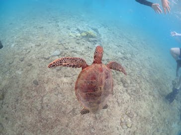 初心者専門宮古島シュノーケリングツアーに投稿された画像（2024/8/6）