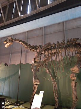 巨大恐竜展2024に投稿された画像（2024/8/6）