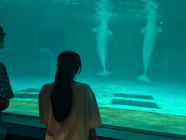 鴨川シーワールドに投稿された画像（2024/8/6）