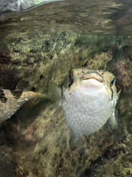 鴨川シーワールドに投稿された画像（2024/8/6）