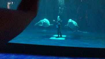 島根県立 しまね海洋館に投稿された画像（2024/8/6）