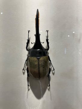 特別展「昆虫 MANIAC」（国立科学博物館）に投稿された画像（2024/8/6）