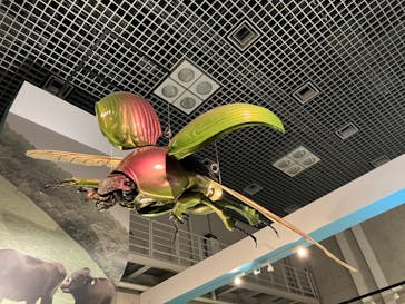特別展「昆虫 MANIAC」（国立科学博物館）に投稿された画像（2024/8/6）