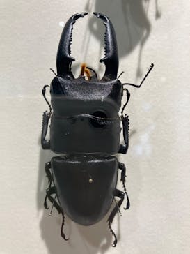 特別展「昆虫 MANIAC」（国立科学博物館）に投稿された画像（2024/8/6）