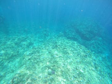 武藤潜水に投稿された画像（2024/8/6）