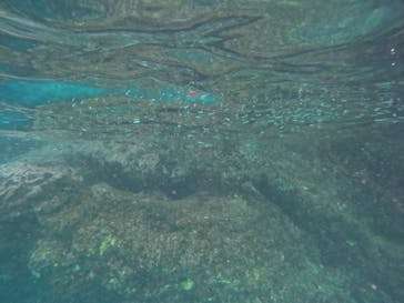 武藤潜水に投稿された画像（2024/8/6）