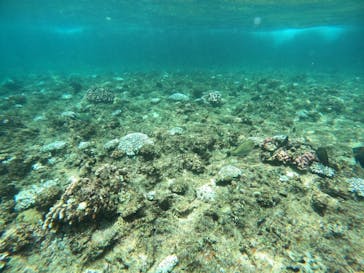 武藤潜水に投稿された画像（2024/8/6）