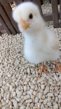 Moff アニマル カフェ イーアス 高尾店に投稿された画像（2024/8/6）