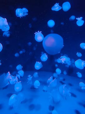京都水族館に投稿された画像（2024/8/6）