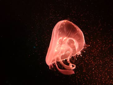 京都水族館に投稿された画像（2024/8/6）