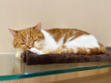 猫カフェモカ　イオンモール幕張新都心店に投稿された画像（2024/8/6）