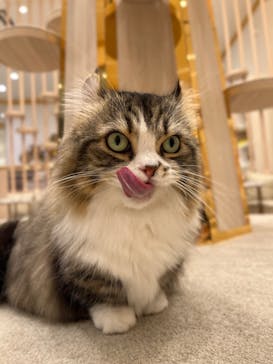 猫カフェモカ　イオンモール幕張新都心店に投稿された画像（2024/8/6）