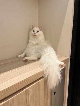 猫カフェモカ　イオンモール幕張新都心店に投稿された画像（2024/8/6）