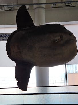 アクアワールド茨城県大洗水族館に投稿された画像（2024/8/6）