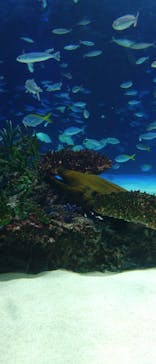 サンシャイン水族館に投稿された画像（2024/8/6）