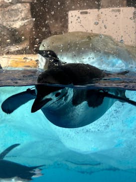 名古屋港水族館に投稿された画像（2024/8/6）