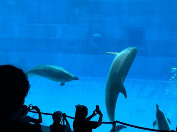 名古屋港水族館に投稿された画像（2024/8/6）