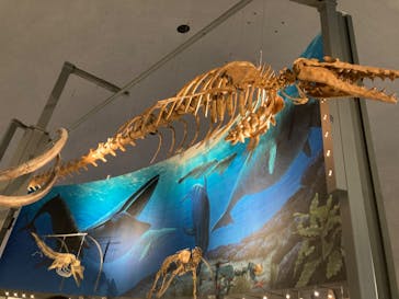 福井県立恐竜博物館に投稿された画像（2024/8/6）