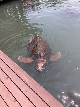 串本海中公園水族館に投稿された画像（2024/8/6）