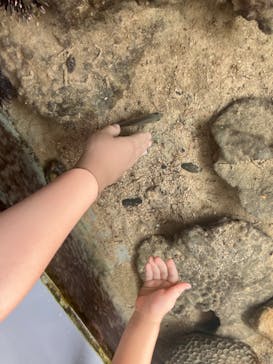 串本海中公園水族館に投稿された画像（2024/8/6）