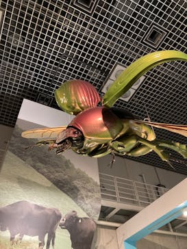 特別展「昆虫 MANIAC」（国立科学博物館）に投稿された画像（2024/8/6）