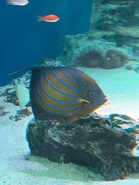 マクセル アクアパーク品川に投稿された画像（2024/8/6）