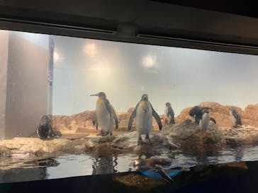 マクセル アクアパーク品川に投稿された画像（2024/8/6）