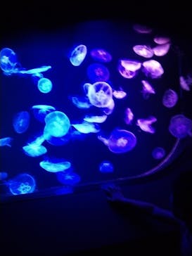 マリンワールド海の中道に投稿された画像（2024/8/6）