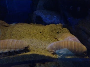 マリンワールド海の中道に投稿された画像（2024/8/6）