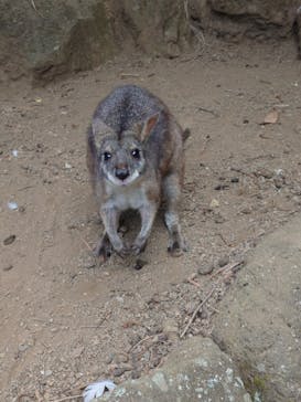 伊豆シャボテン動物公園に投稿された画像（2024/8/6）