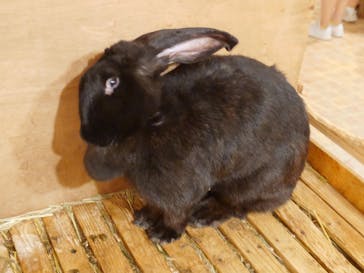 伊豆シャボテン動物公園に投稿された画像（2024/8/6）