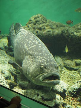 葛西臨海水族園に投稿された画像（2024/8/6）