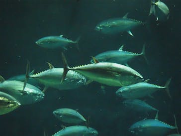 葛西臨海水族園に投稿された画像（2024/8/6）