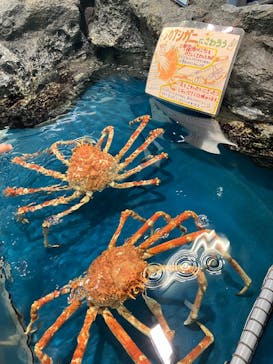 竹島水族館に投稿された画像（2024/8/6）