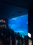 沖縄美ら海水族館に投稿された画像（2024/8/6）