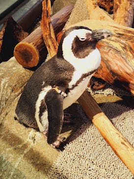 NIFREL（ニフレル）に投稿された画像（2024/8/6）