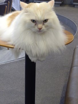 猫カフェモカ　立川店に投稿された画像（2024/8/6）