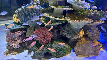 竹島水族館に投稿された画像（2024/8/6）