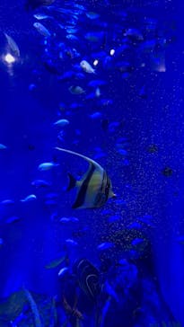 竹島水族館に投稿された画像（2024/8/6）