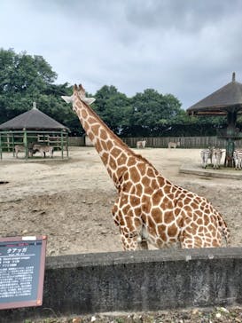 東武動物公園に投稿された画像（2024/8/6）