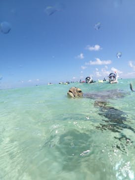 初心者専門宮古島シュノーケリングツアーに投稿された画像（2024/8/6）