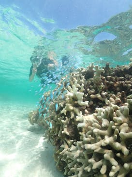 初心者専門宮古島シュノーケリングツアーに投稿された画像（2024/8/6）