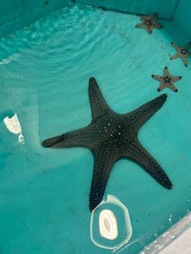 越前松島水族館に投稿された画像（2024/8/6）