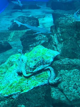 アクアワールド茨城県大洗水族館に投稿された画像（2024/8/6）