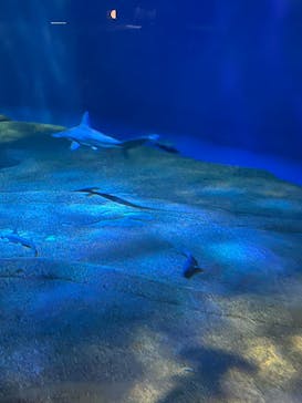 アクアワールド茨城県大洗水族館に投稿された画像（2024/8/6）