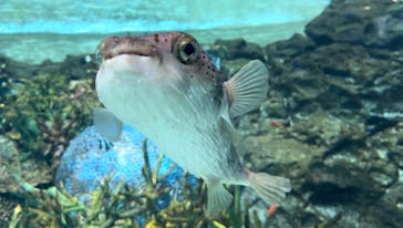 名古屋港水族館に投稿された画像（2024/8/6）