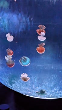 新江ノ島水族館に投稿された画像（2024/8/6）