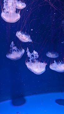 新江ノ島水族館に投稿された画像（2024/8/6）